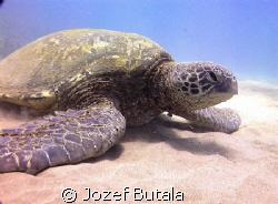 resting turtle by Jozef Butala 